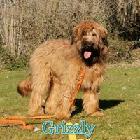 gryzly_1